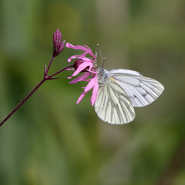 Rapsweißling oder Grünaderweißling