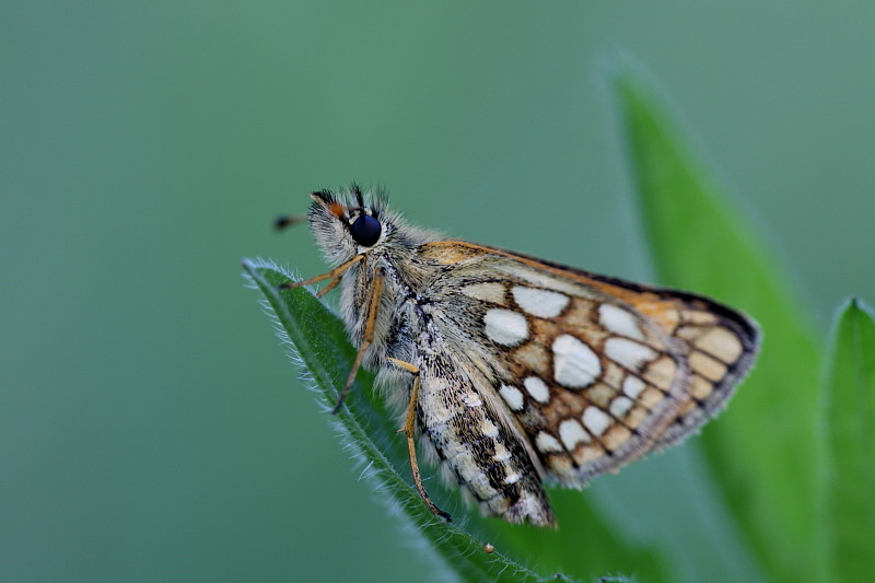 Gelbwürfeliger Dickkopffalter Bild 1