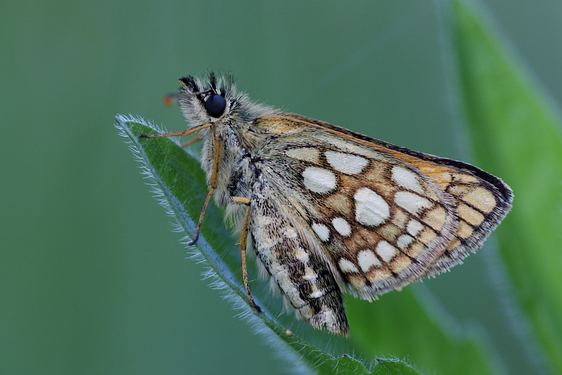 Gelbwürfeliger Dickkopffalter Bild 2