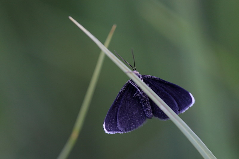 Schwarzspanner Unterseite