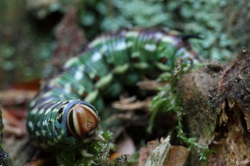 Raupe des Kiefernschwärmers 2