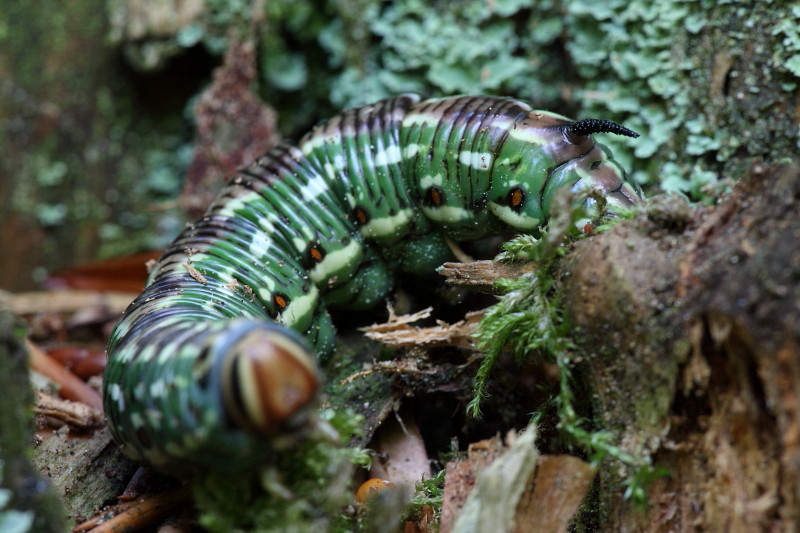 Raupe des Kiefernschwärmers 3