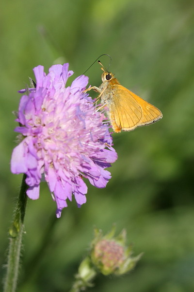 Rostfarbener Dickkopffalter