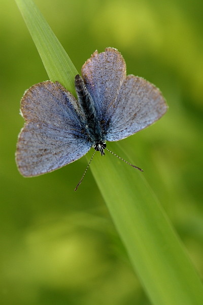 Nicht bestimmter Bläuling