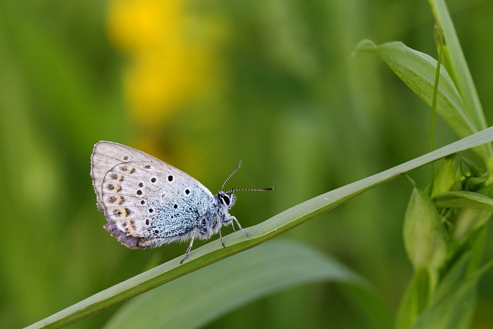 Nicht bestimmter Bläuling