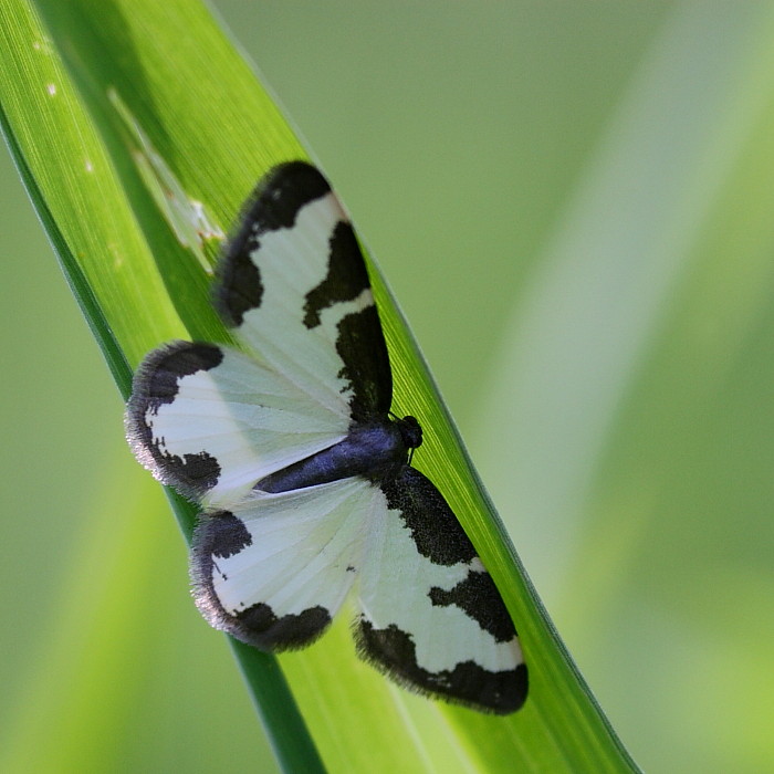 Vogelschmeißspanner