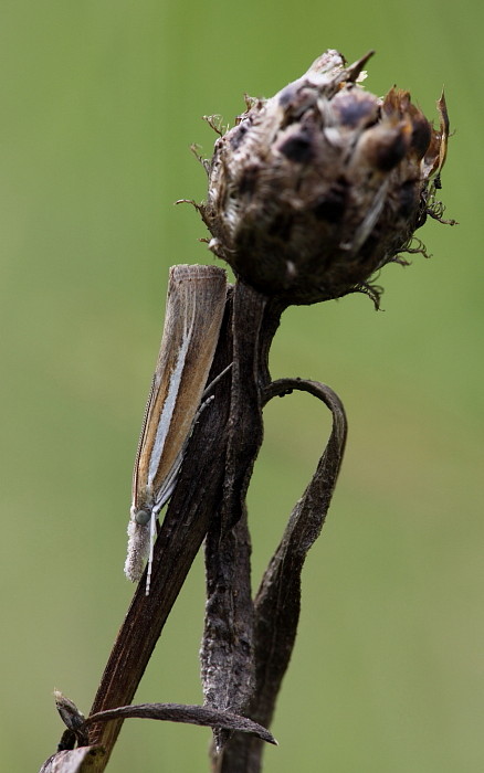 Zünsler Agriphila tristella