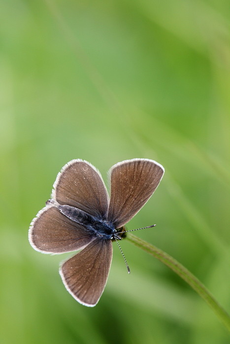 Rotklee Bläuling weiblich