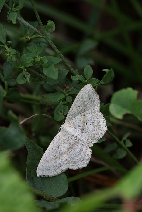 Vierpunkt Kleinspanner Bild 1