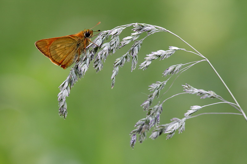 Rostfarbener Dickkopffalter