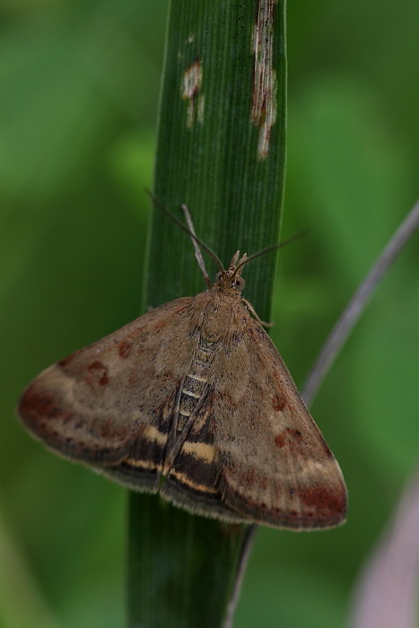 nicht bestimmter Eulen oder Spinnerfalter
