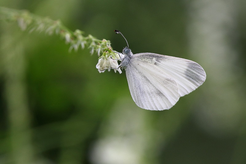 Senfweißling oder Tintenfleckweißling