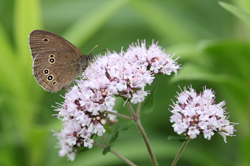Brauner Waldvogel Bild 1