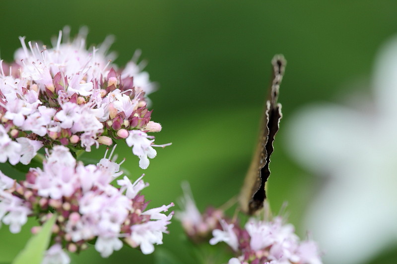 Brauner Waldvogel Bild 3