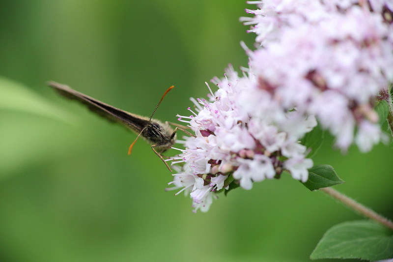 Brauner Waldvogel Bild 4
