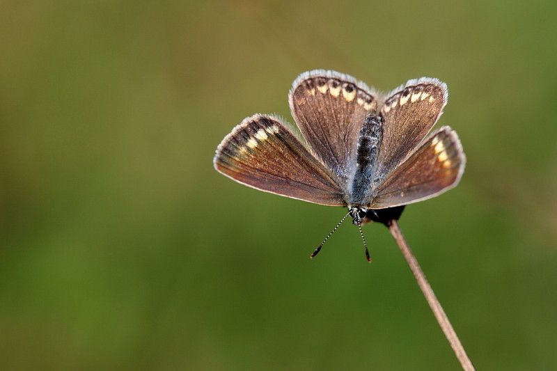 Heuhechelbläuling weiblich Oberseite