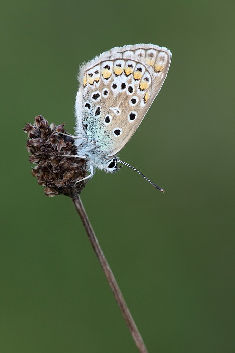 Heuhechelbläuling weiblich Unterseite