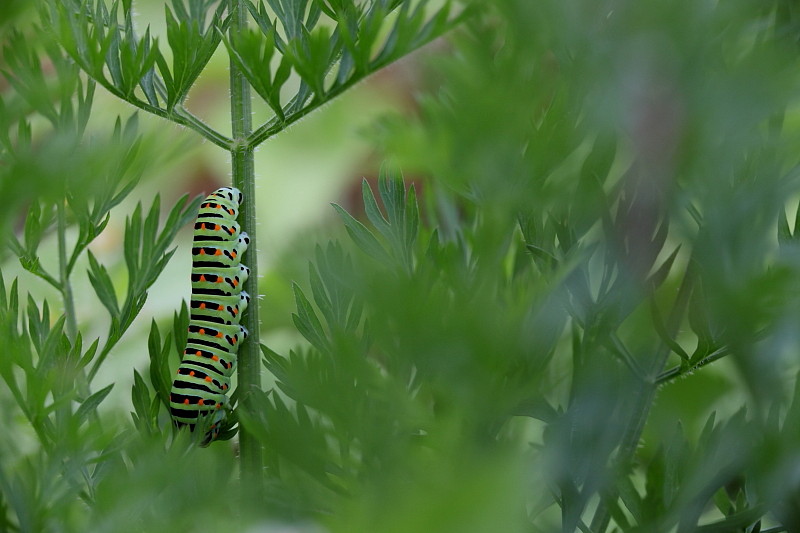 Raupe des Schwalbenschwanzes auf Karottengrün