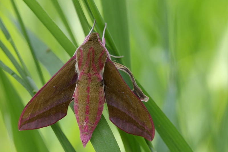 Mittlerer Weinschwärmer 1