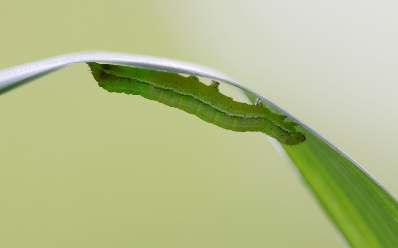 Raupe der Variablen Kätzcheneule Orthosia incerta