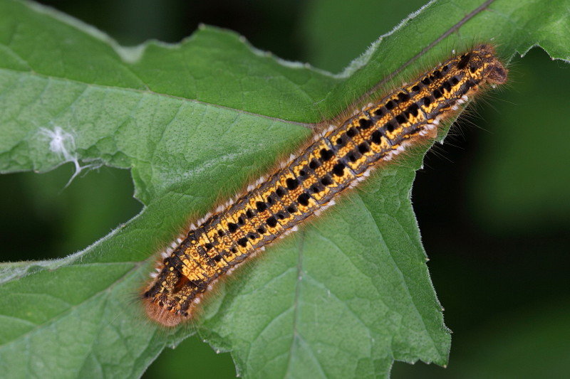 Raupe der Grasglucke 2