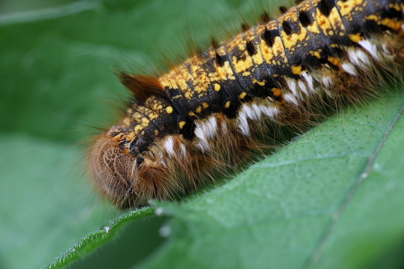 Raupe der Grasglucke 4