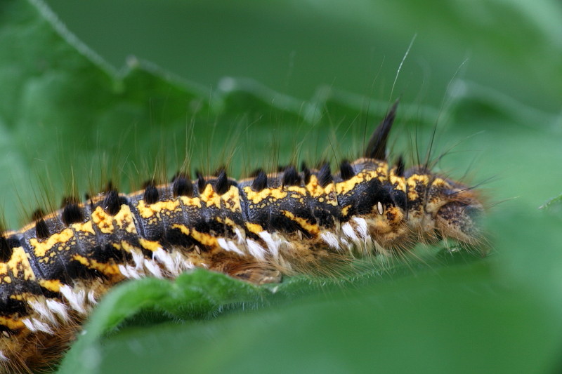 Raupe der Grasglucke 5
