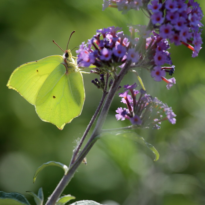 Zitronenfalter auf Sommerflieder 1