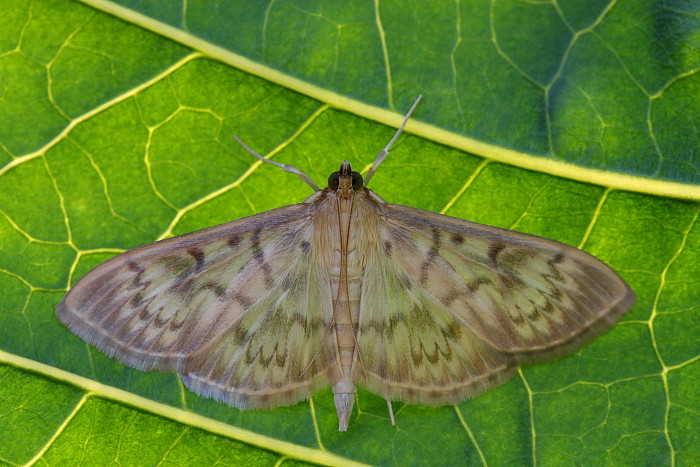 Nicht bestimmter Nachtfalter