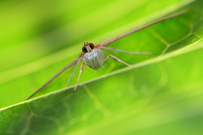 Nicht bestimmter Nachtfalter