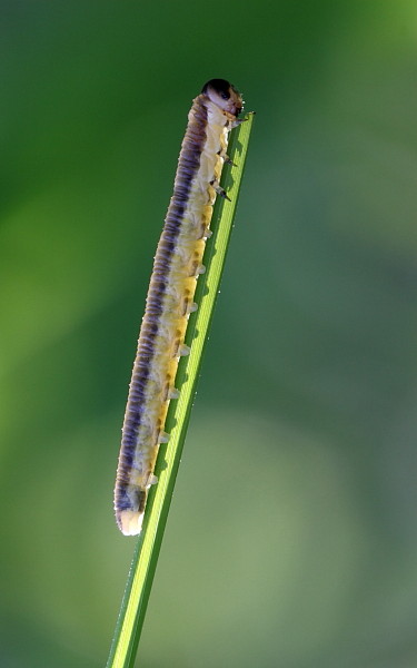 Nicht bestimmte Raupe im Gegenlicht