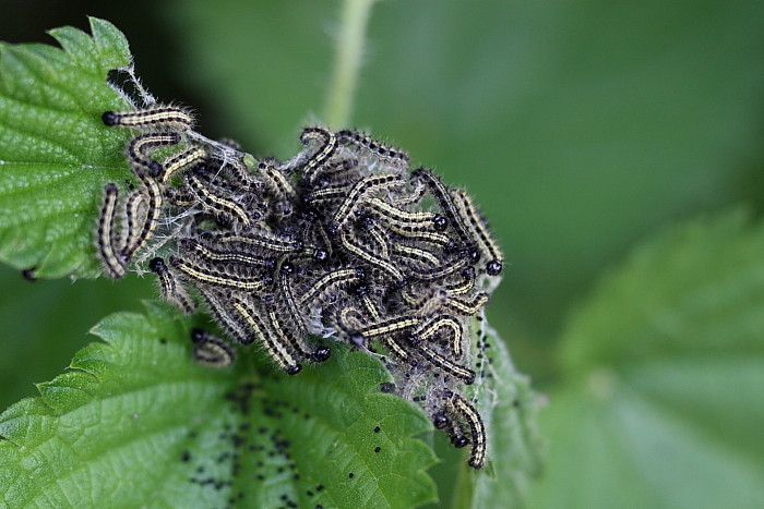 Raupen des kleinen Fuchses