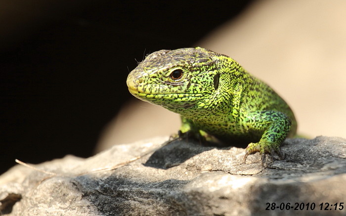 Eidechsenstory Bild 1