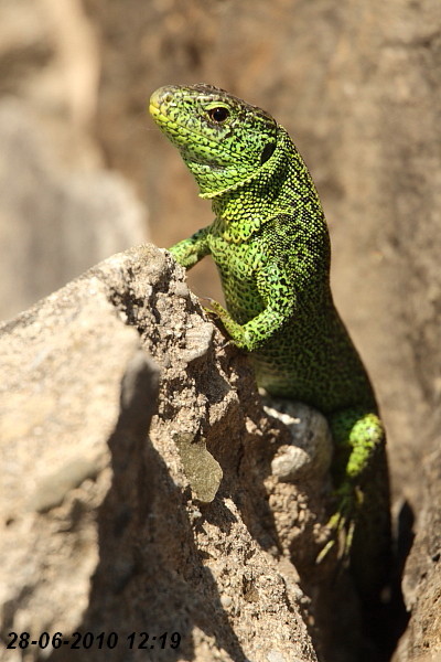 Eidechsenstory Bild 2