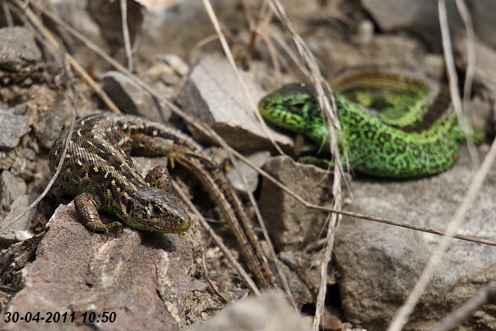 Eidechsenstory Bild 4