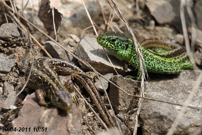 Eidechsenstory Bild 5