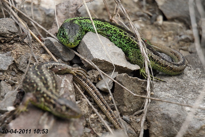 Eidechsenstory Bild 6