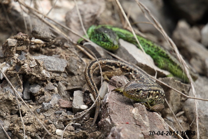 Eidechsenstory Bild 7