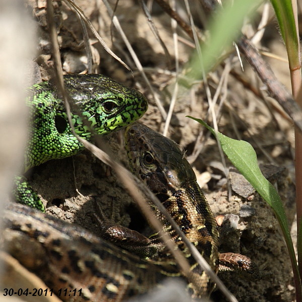 Eidechsenstory Bild 8