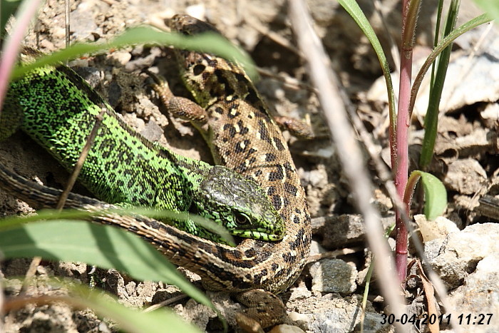 Eidechsenstory Bild 9