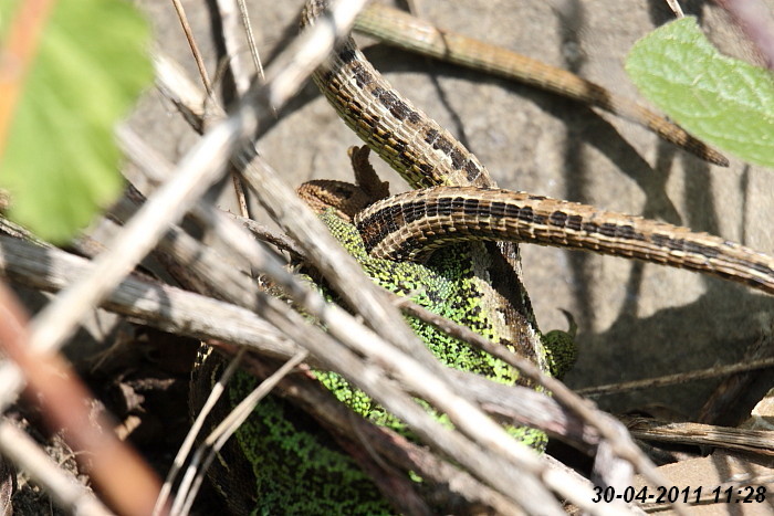 Eidechsenstory Bild 10