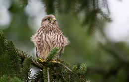 Jahresrückblick Random 2014