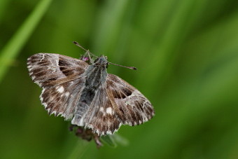 Zur Schmetterling und Raupe - Seite