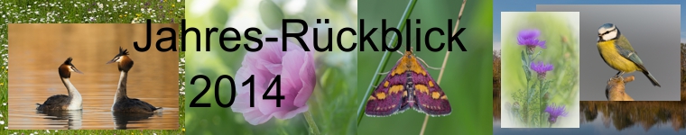 Jahresrückblick Random 2014