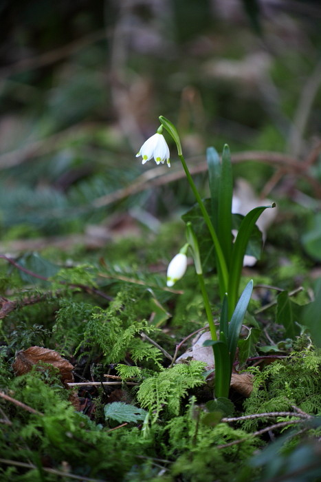 Märzenbecher Bild 1