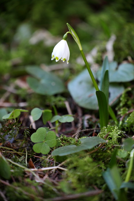 Märzenbecher Bild 2