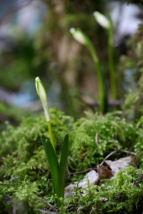 Märzenbecher Bild 3