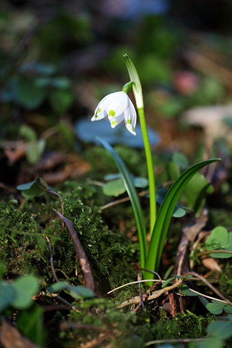 Märzenbecher Bild 4