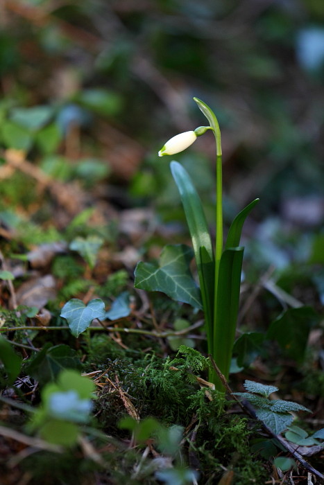 Märzenbecher Bild 5
