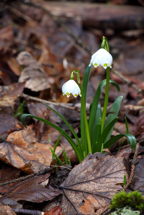 Märzenbecher Bild 6